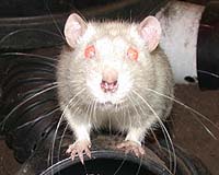One Pakistani's dogged fight against rats