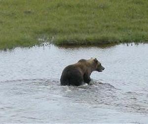 Grizzly Bears Move Into Polar Bear Habitat In Canada