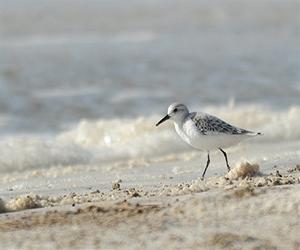Oil leak poses risk of a lost generation on Louisiana coast