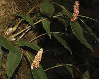 A glimpse in the flora of Southeast Asia puts a spotlight on its conservation
