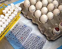 Avian Flu Unlikely To Spread Through Water Systems