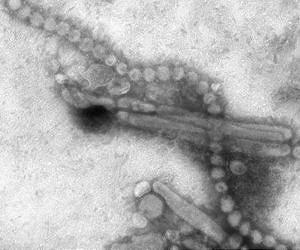 China H7N9 bird flu toll up to 43: govt