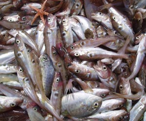 Many Marine Ecosystems Can Recover Under Appropriate Management