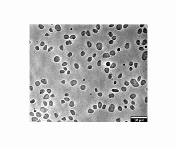 New insights from the ancients of the microscopic world