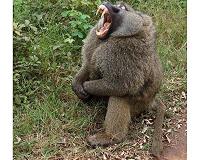 Baboons pass on scars of early adversity to their offspring