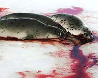 Faced with possible EU ban, Canada defends seal hunting