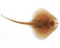 MBL study illuminates the origin of vertebrate gills