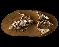 Research on dinosaur embryos reveals that eggs took 3 to 6 months to hatch