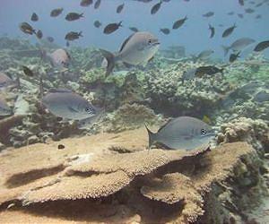 Nothing fishy about swimming with same-sized mates