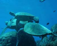 Biologists Hail Creation Of Largest Ocean Preserve Ever