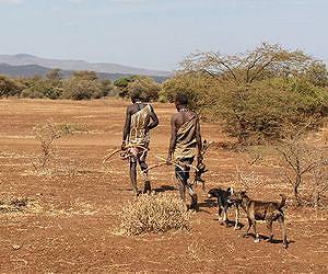 Hunter-gatherers, Westerners use same amount of energy, contrary to theory