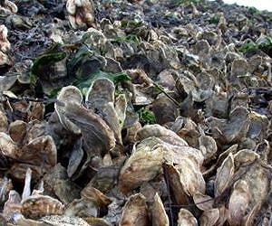 Acidification, predators pose double threat to oysters