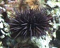 Acidification Of The Sea Hampers Reproduction Of Marine Species