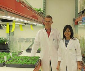Discovery May Pave Way to Genetically Enhanced Biofuel Crops