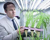 Rice crops that can save farmers money and cut pollution