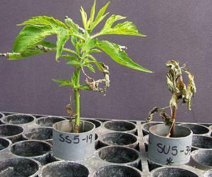 Glyphosate-resistant 'superweeds' may be less susceptible to diseases