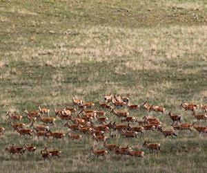 Livestock, not Mongolian gazelles, drive foot-and-mouth disease outbreaks