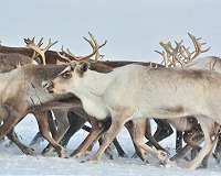 Reindeer at risk from Arctic hot spell