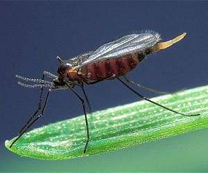 A Gut Defense Against Hessian Flies