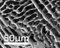 Boron nitride foam soaks up carbon dioxide
