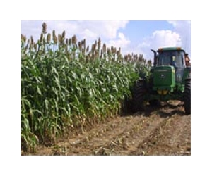 Tannins in sorghum and benefits focus of university, USDA study