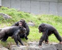 The evolution of conflict resolution