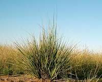 Scientists and farmers work together to wipe out African lovegrass
