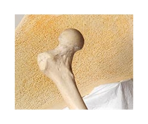 New method for engineering human tissue regeneration