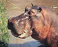 Hippo Ancestry Disputed