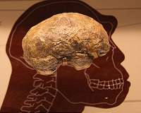 How big brains evolved could be revealed by new mathematical model