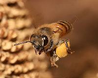 Researchers find honey bee gene that causes virgin birth