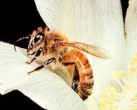 Cyprian Honeybees Kill Their Enemy By Smothering Them
