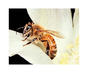 Making a buzz: French roads to help honey bees