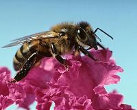 Pesticides used to help bees may actually harm them