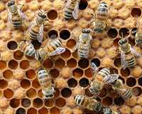 Plant biodiversity essential to bee health