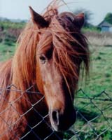 Horse Cloning Begins But Industry Verdict Still Out