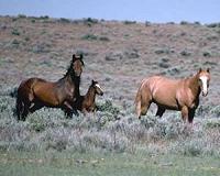 Intense exercise can prove fatal to racehorses, study shows