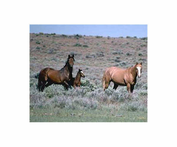 Wild horses flourish in Chernobyl 35 years after explosion
