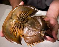 Crabs Give Blood For Space Travel
