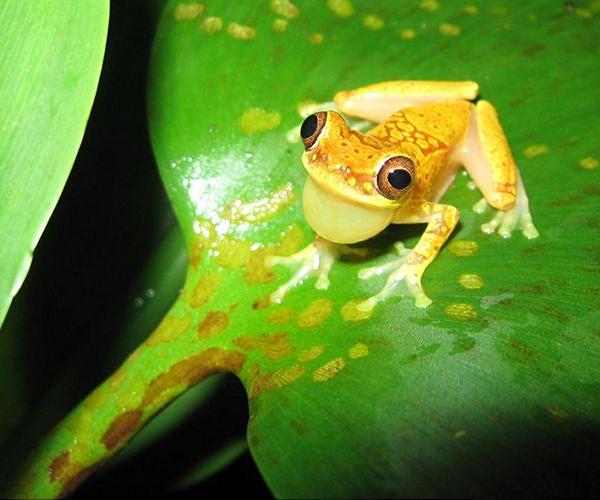 Frogs use their lungs to drown out the mating calls of other species