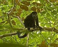 Curious monkeys share our thirst for knowledge