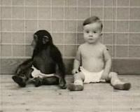 Ape intelligence research poisoned by human ego, scientists argue