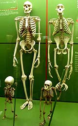 Most Human Chimp Differences Due To Gene Regulation Not Genes