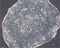 Culturing cheaper stem cells