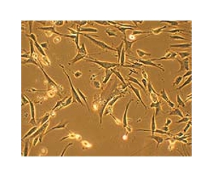 Bioengineers Use Adhesion to Combine Silicones and Organic Materials