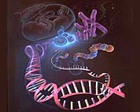 Researchers Predict Infinite Genomes