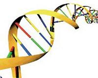 New software analyzes human genomes faster than ever