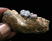 Human Ancestors More Primitive That Once Thought