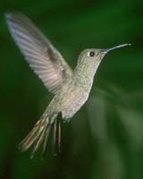 Timing Helps Hummingbirds Know When They Are At Last Flower