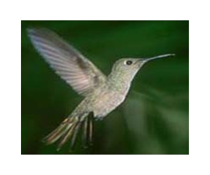 Hummingbirds catch flying bugs with the help of fast-closing beaks